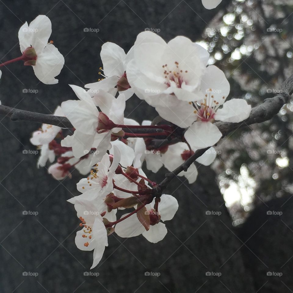 Winter flowering cherry