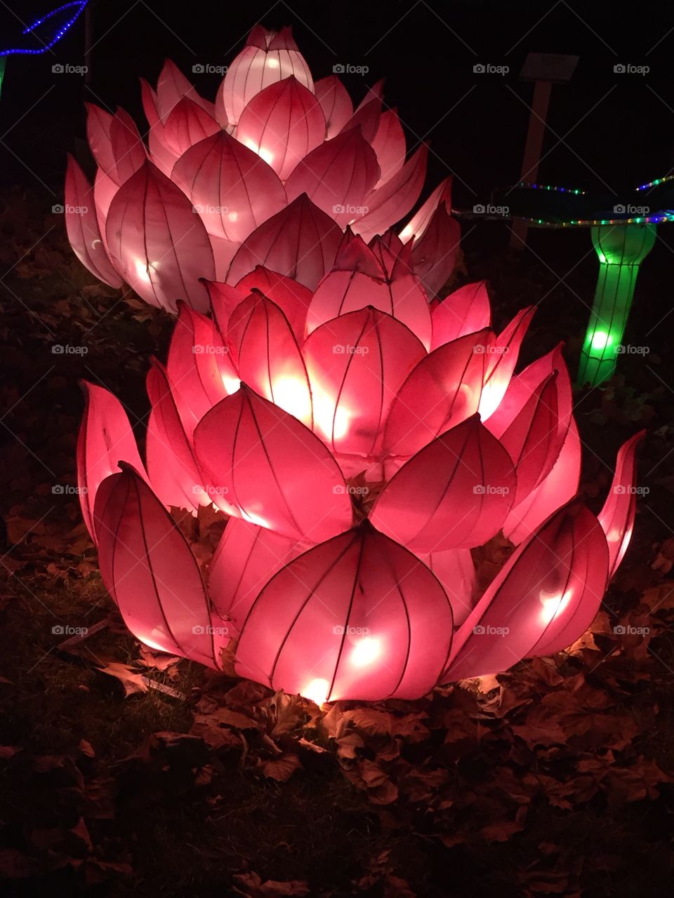 Chinese lotus lantern 