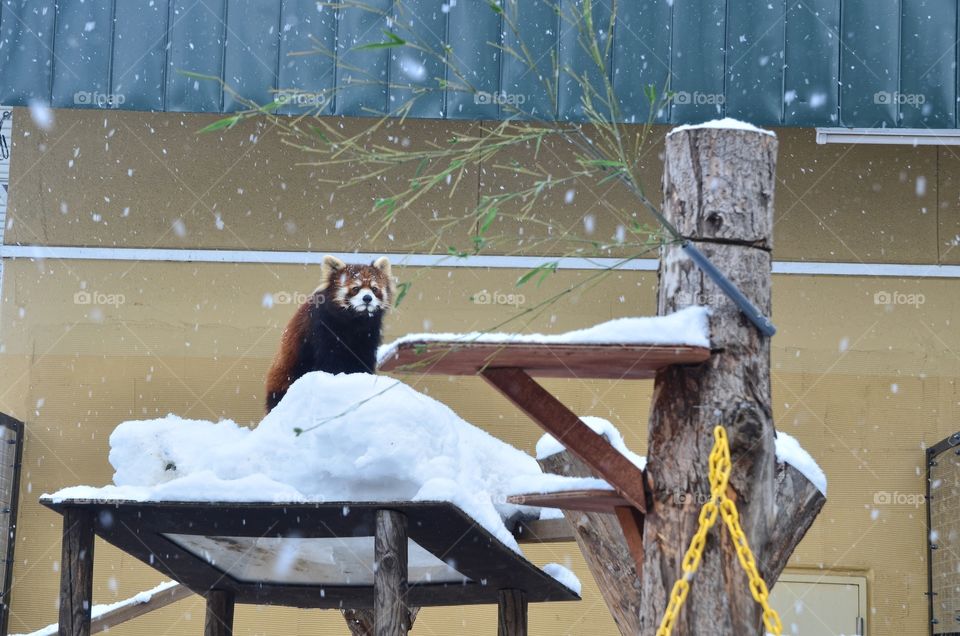 Red Panda in Asahiyama Zoo