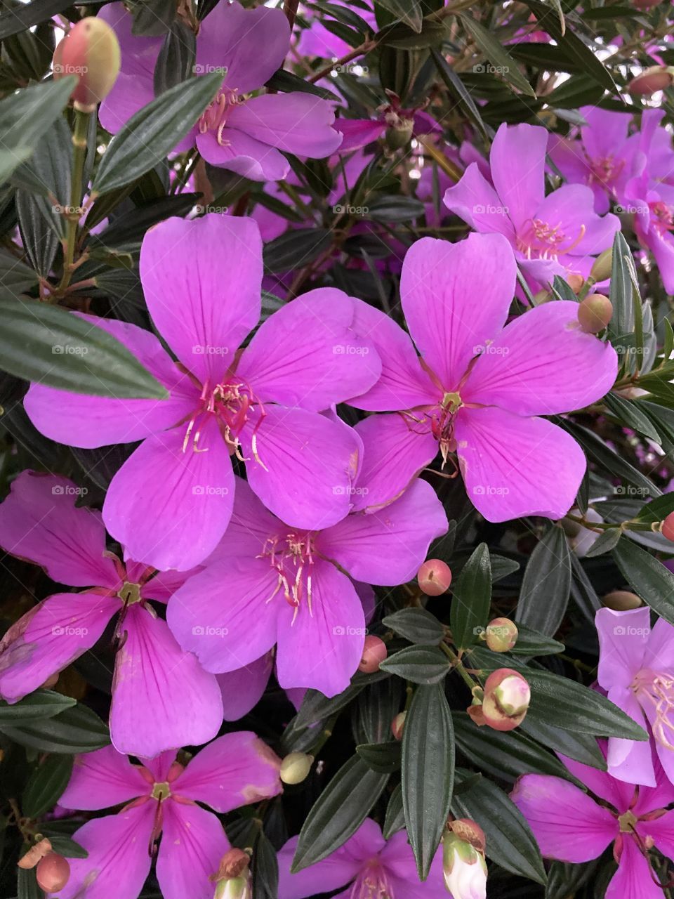 🌹 🇺🇸 Very beautiful flowers to brighten our day.  Live nature and its beauty. Did you like the delicate petals? / 🇧🇷 Flores muito bonitas para alegrar nosso dia. Viva a natureza e sua beleza. Gostaram das pétalas delicadas? 