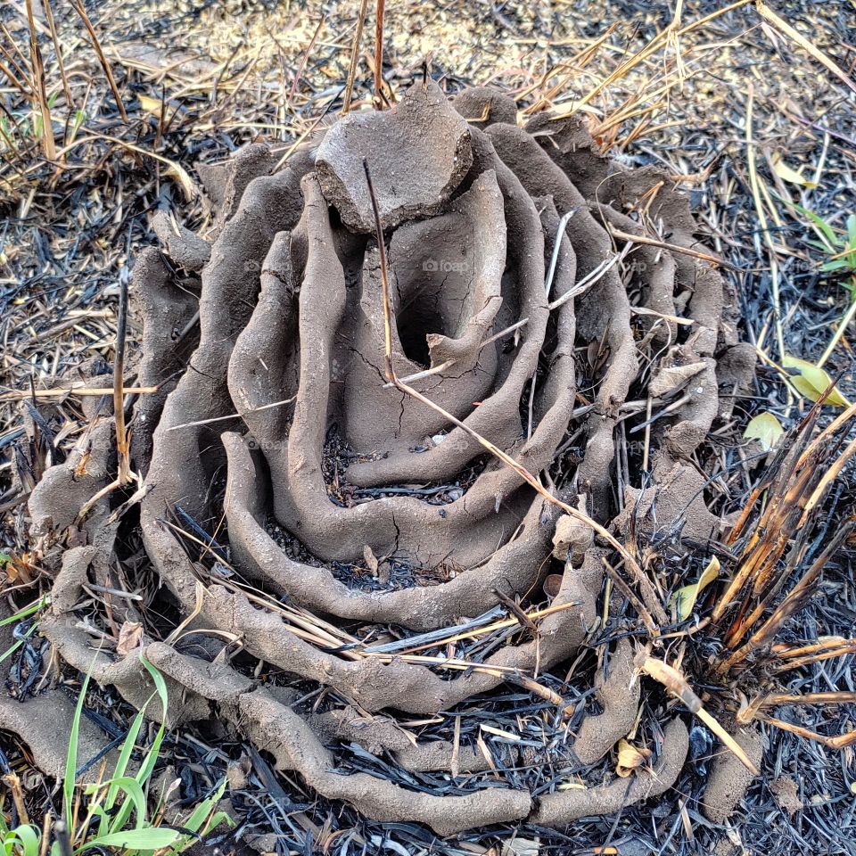 the black ant colony