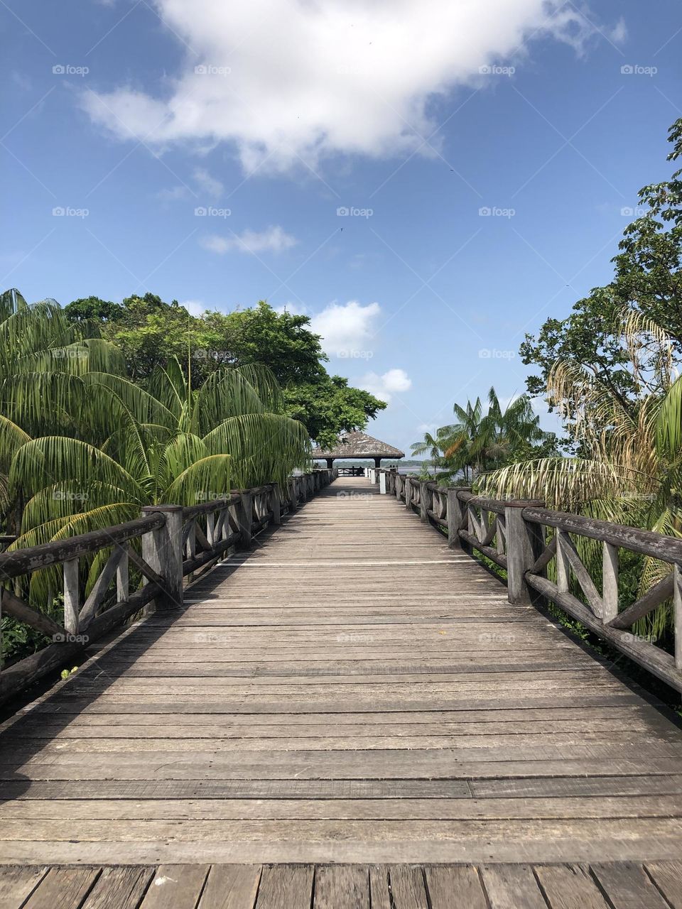 Pathway to the river built in wood and a tropical nature