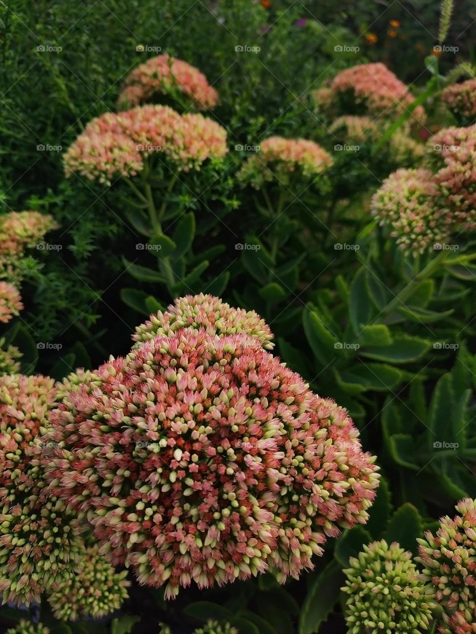 Macro photo of a summer plants