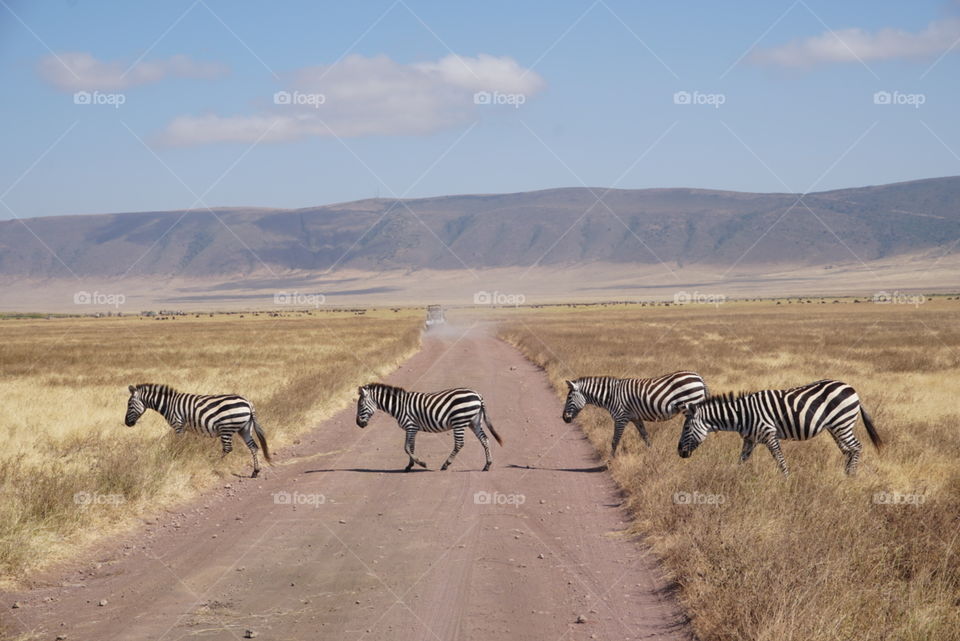 Zebra crossing 