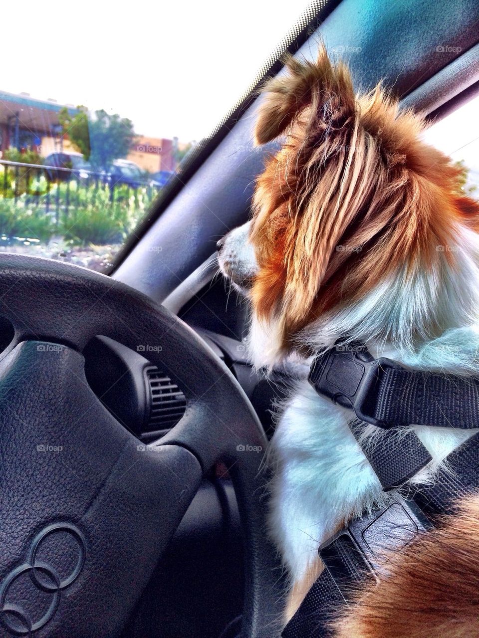 Cute dog going for drive