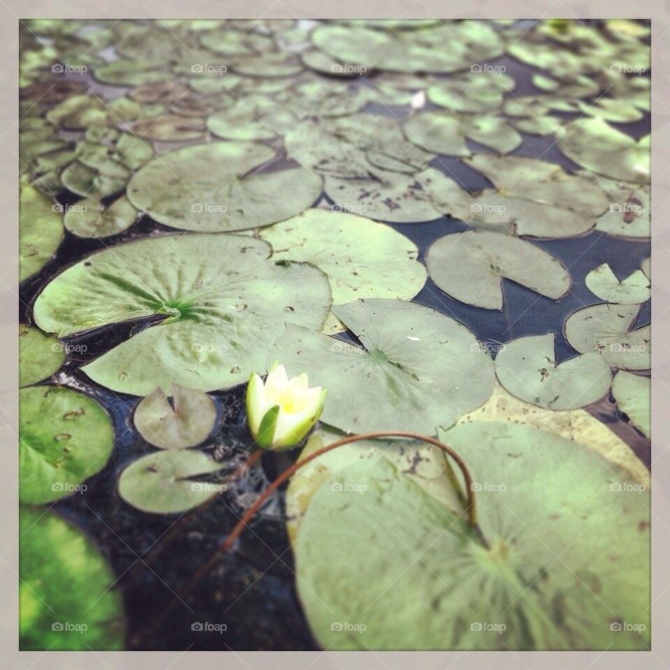 Lilly pads