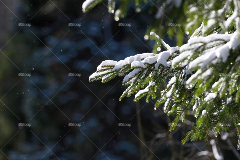 Winter branches in the forest