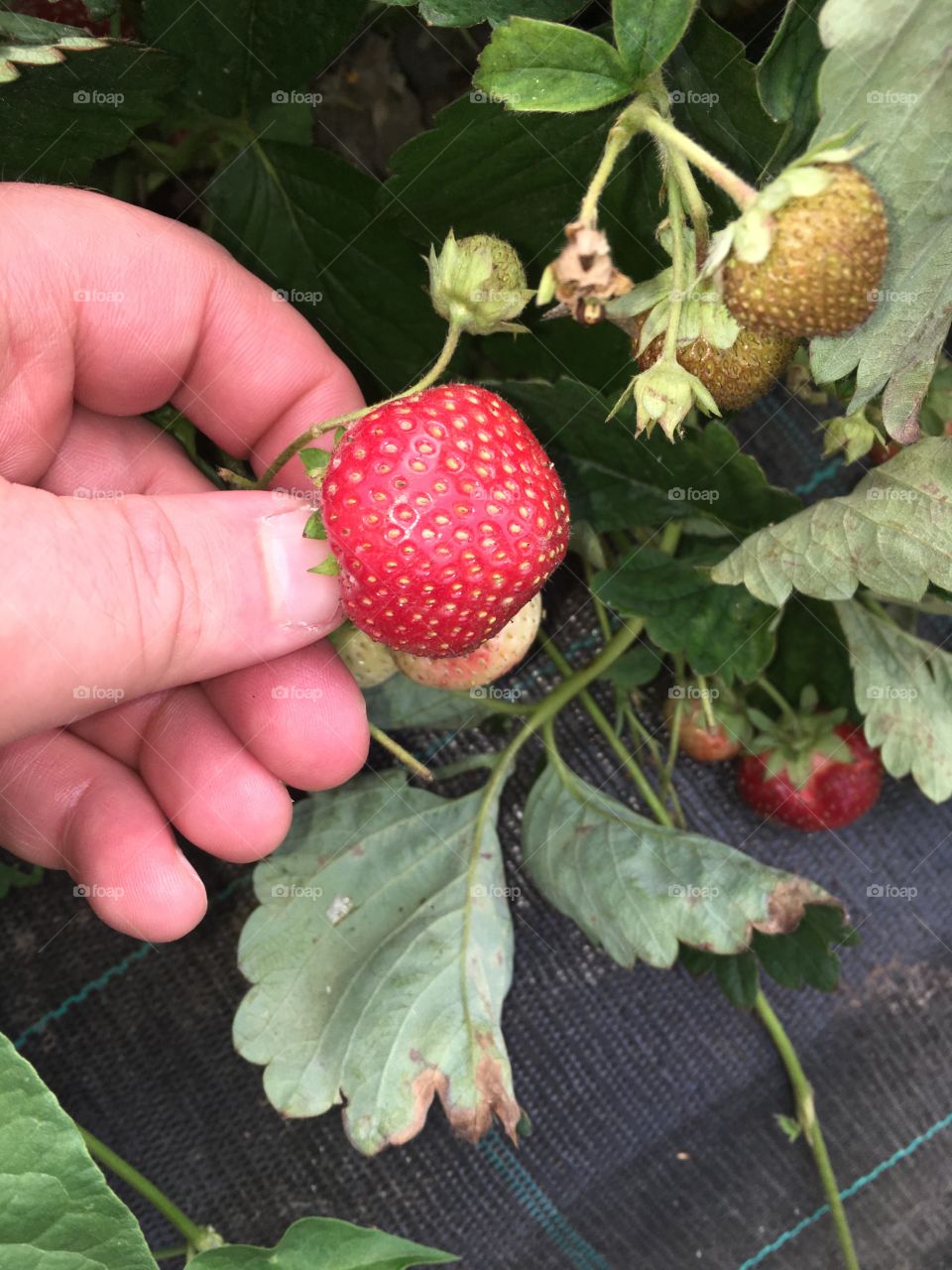 Strawberries 