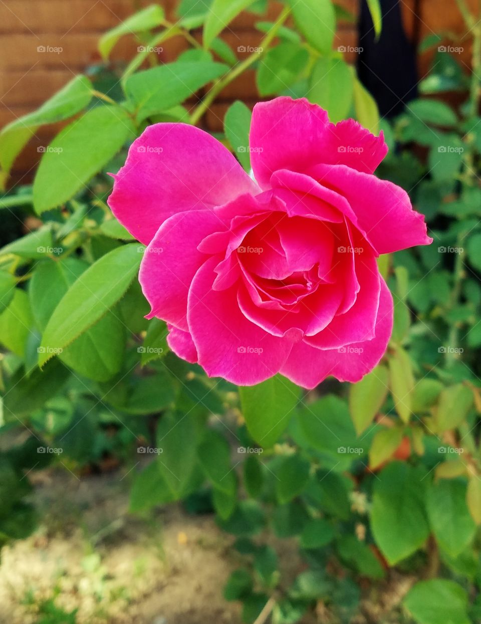 the best smelling rose in my life,  outside of the Hagia Sophia in Istanbul Turkey