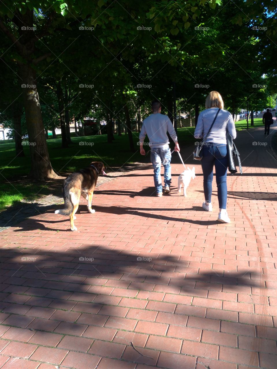 Una pareja pasea con sus perros en el parque