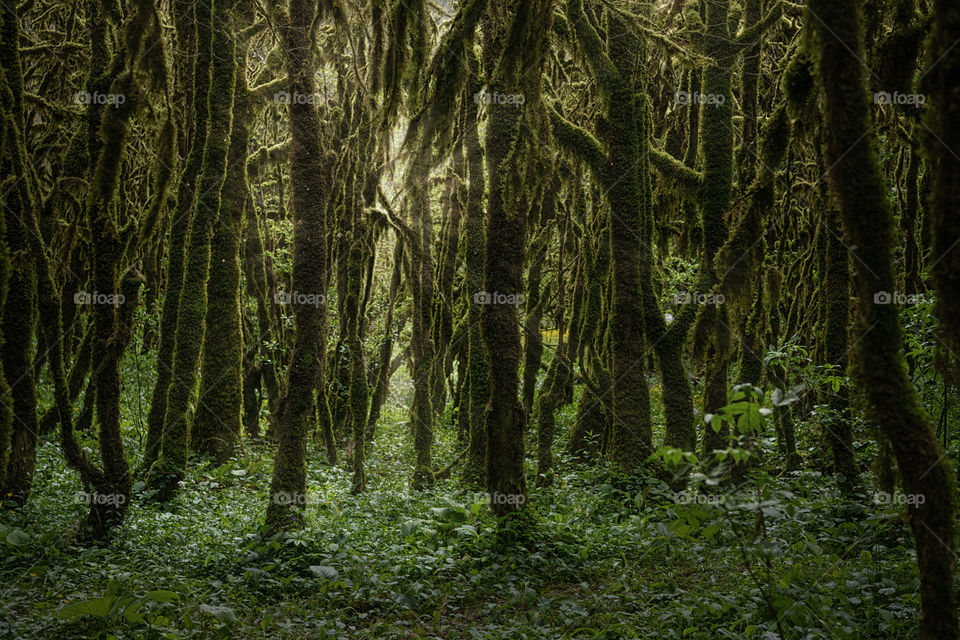 Sun rays in the deep forest