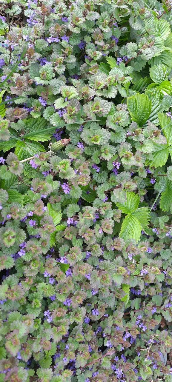 green and flowers