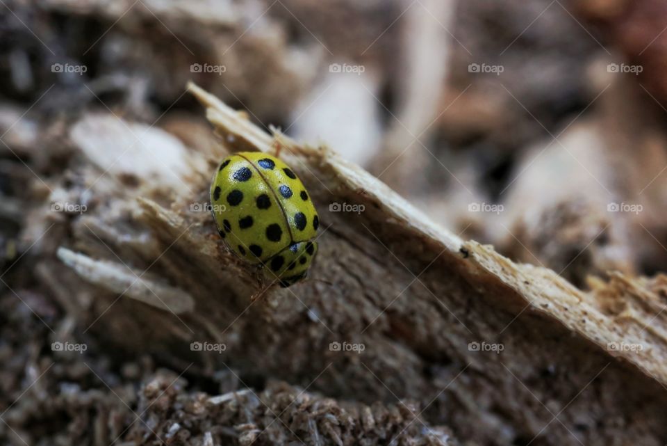 Ladybug