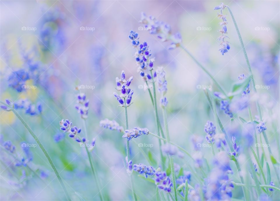 Tranquil vibes .. pastel lavender 