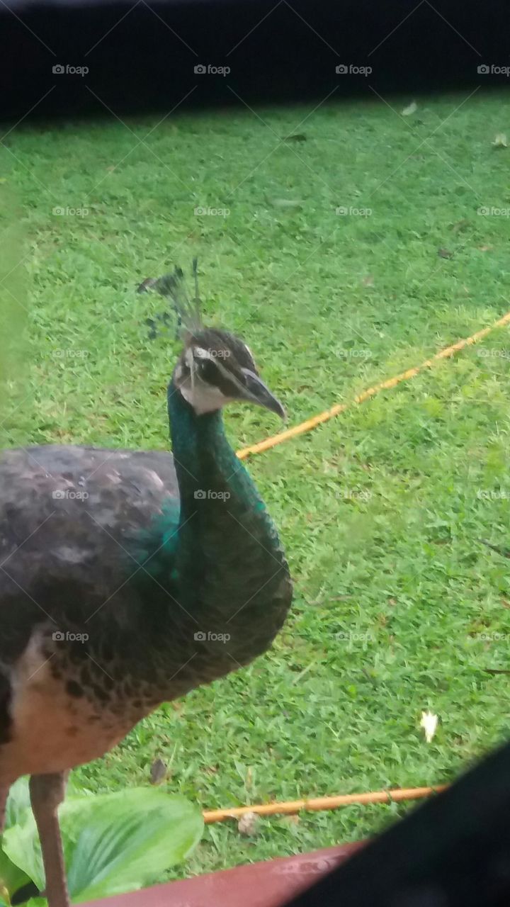 peahen