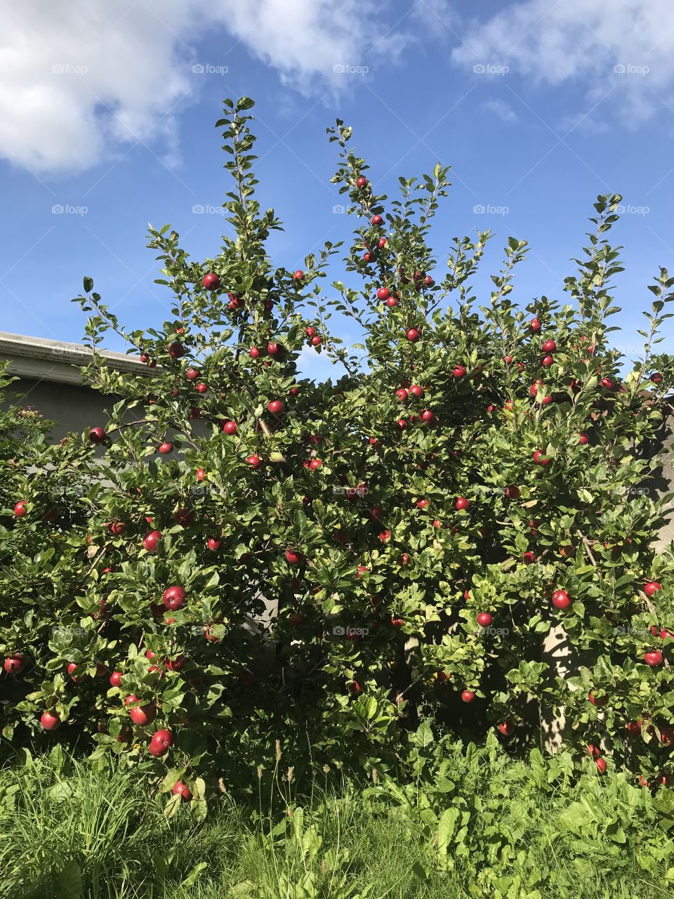 Wild growing apple tree