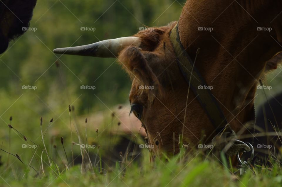 Vaca pastando. vaca pastando en Asturias