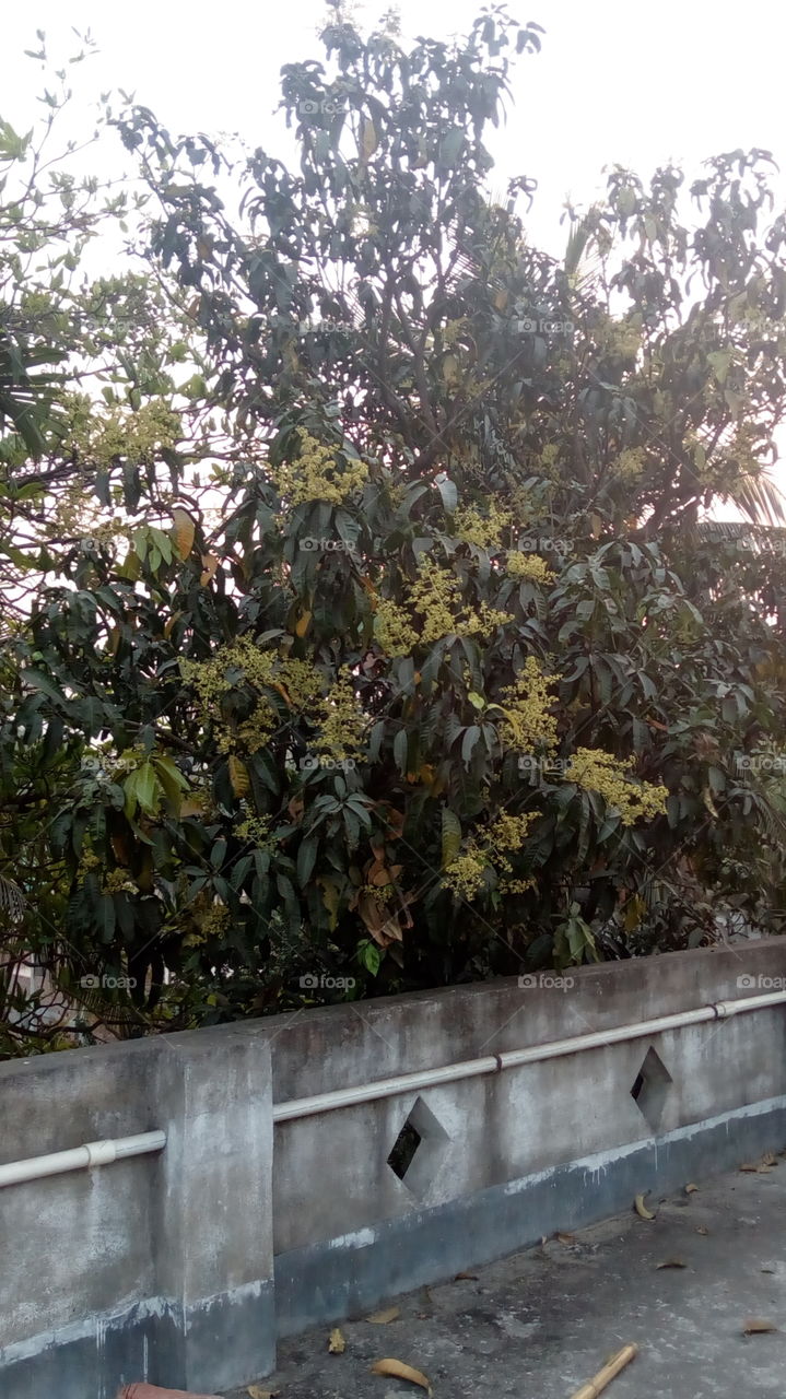 mango tree