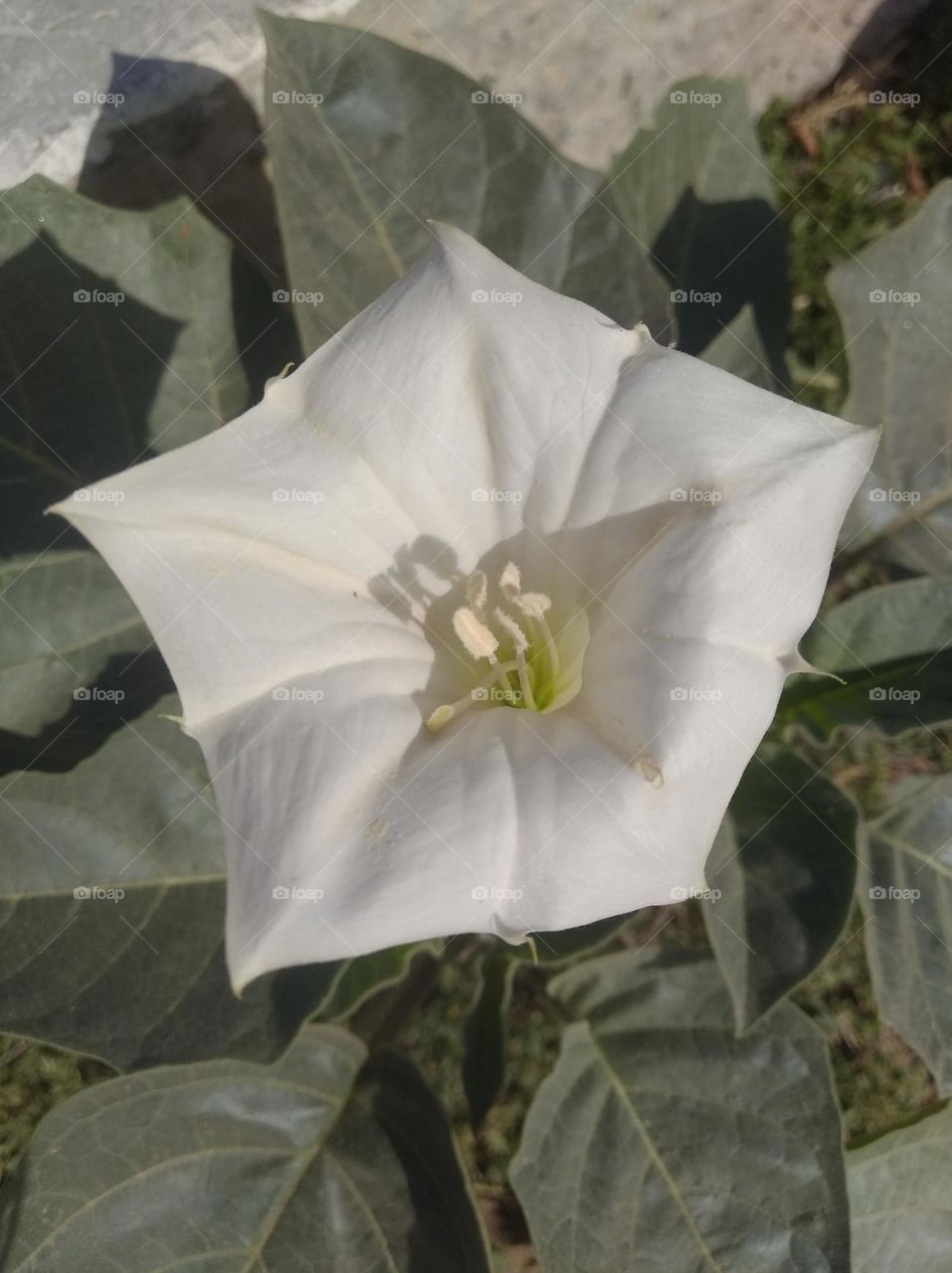 the Datura Flower white in colour looks very beautiful generally found everywhere fresh seasonal very poisonous species