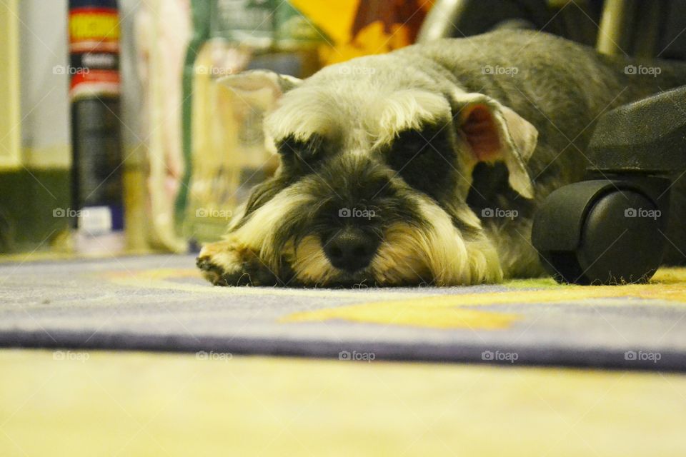 portrait of my dog resting on the carpet