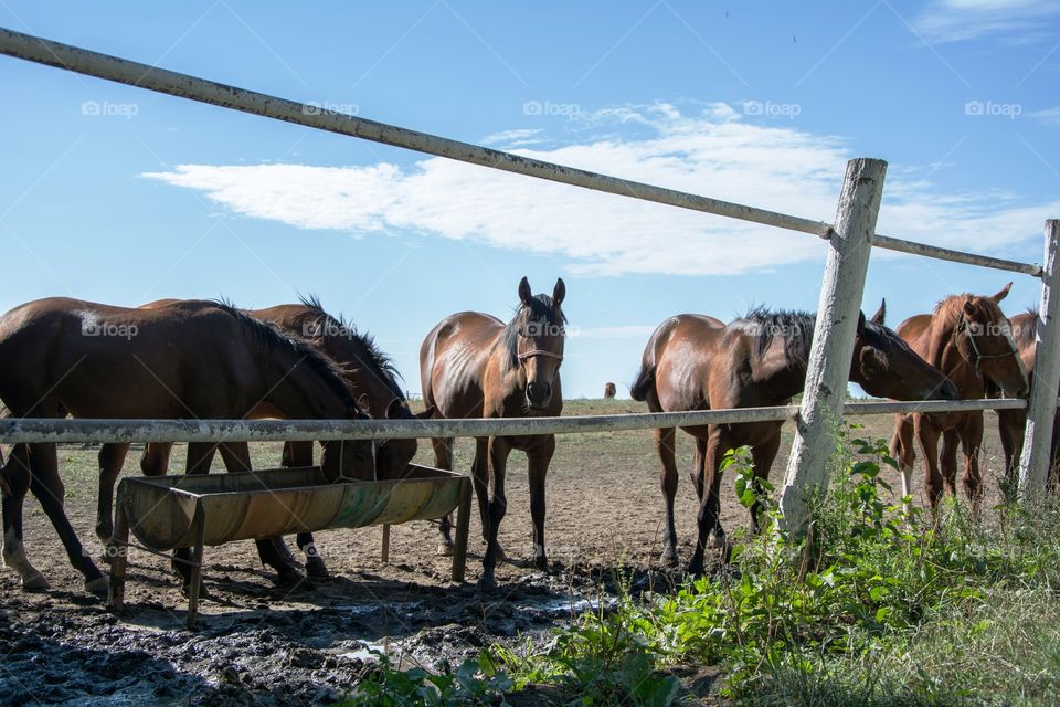 Horse on a farm.Sun and nature