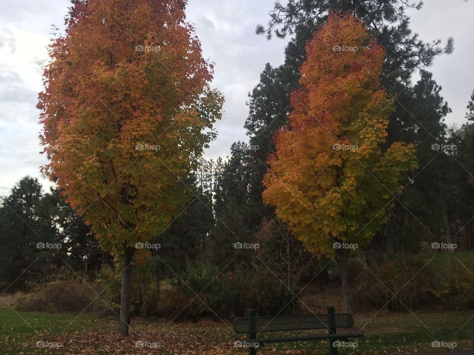 Autumn in the park. A calm evening in the park on an October Day. 
