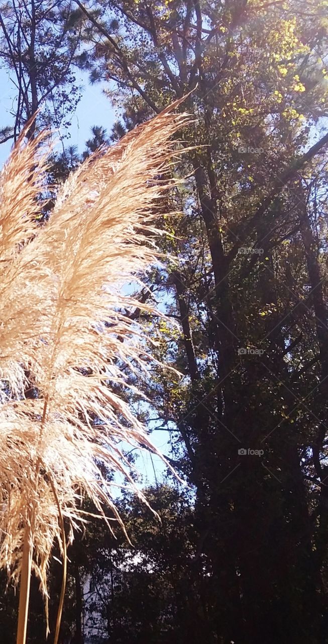 pampas grass in the sun