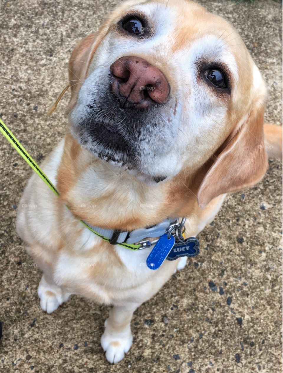 Lucy the yellow lab