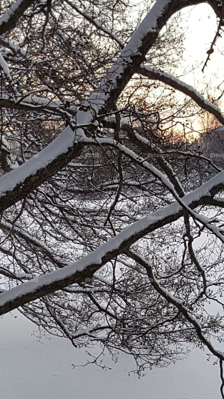 Branches with snow