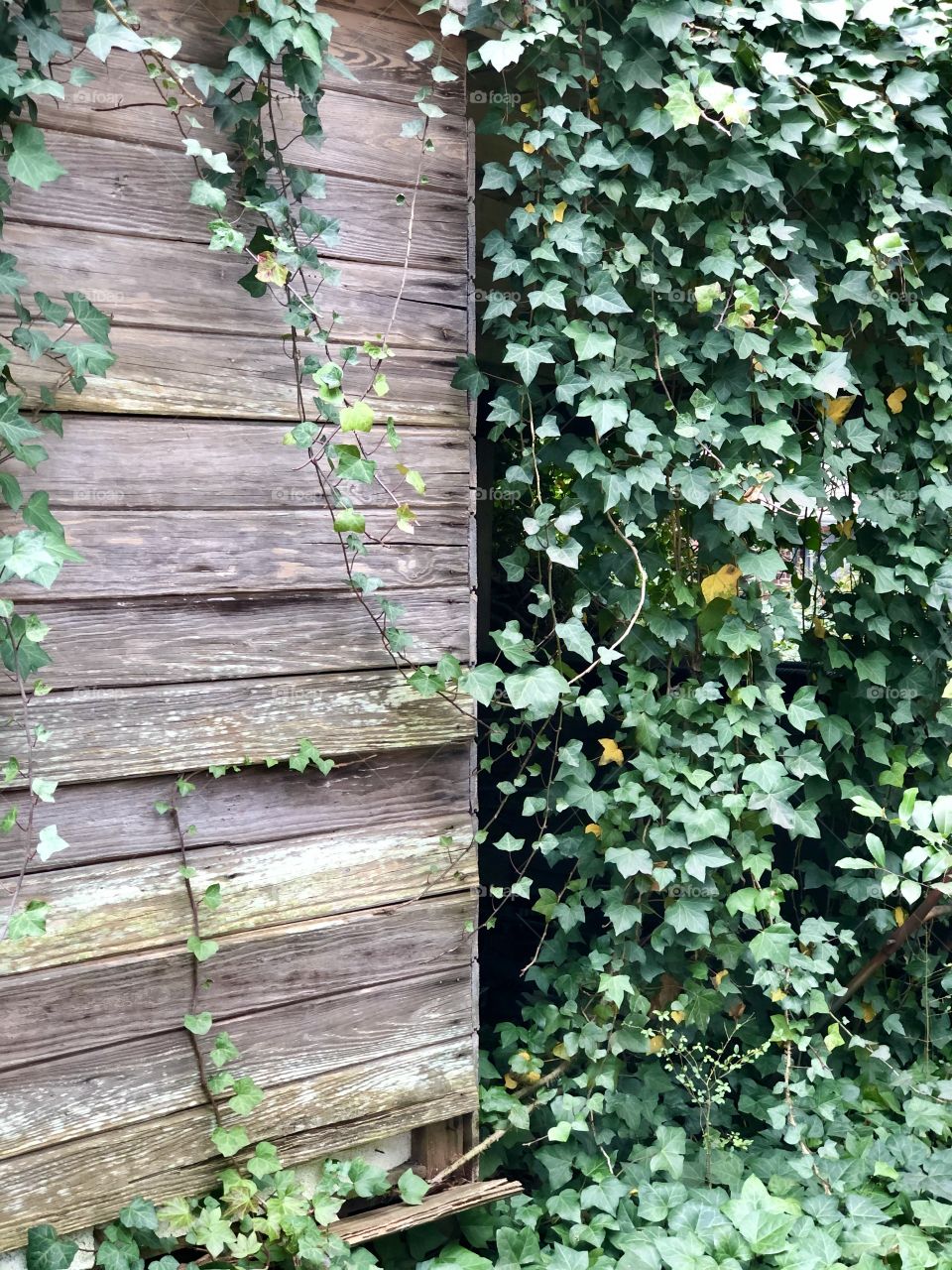 Overgrown vine covered weathered wooden shed 