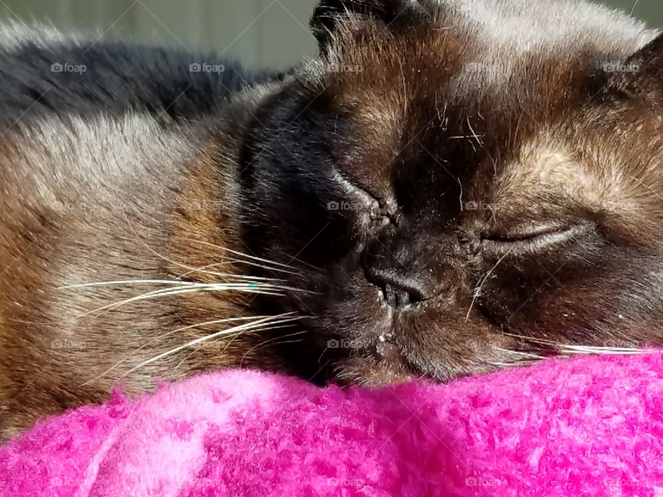 Maceo at rest on pink