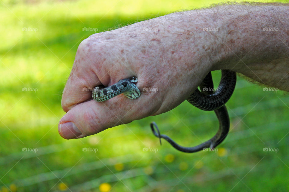 What my family will do to help me get pictures?!!! My husband patiently held this cute but cantankerous garter snake long enough for me to get a good shot!  But dont worry, no snakes were harmed in the making of this photo! Husband’s hand??? Hmmm