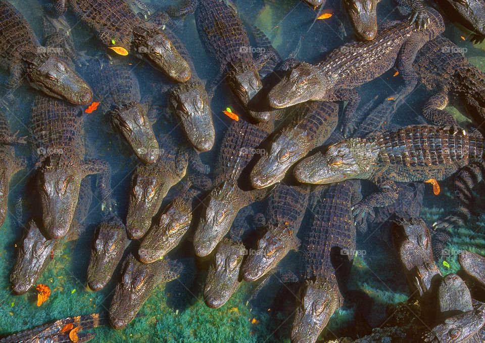 Looking down (very carefully) on a congregation of alligators... and yes, 'congregation' is the correct collective noun!