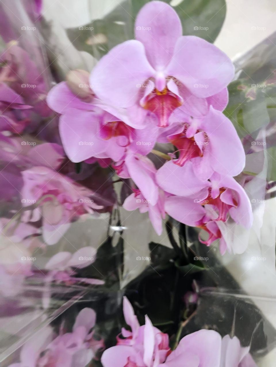 A Primavera é a estação do ano em que, várias flores  desabrocham tornando as paisagens mais bonitas. Isto acontece devido ao movimento de translação da Terra, que é o deslocamento que a Terra faz em  ao redor do Sol