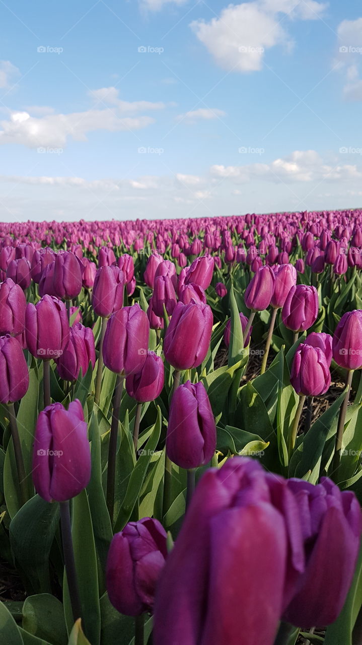 Field of purple tulips in Netherlands