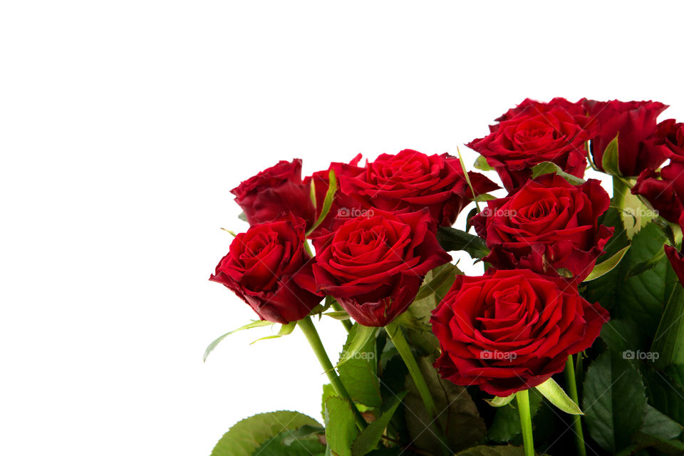 red Roses