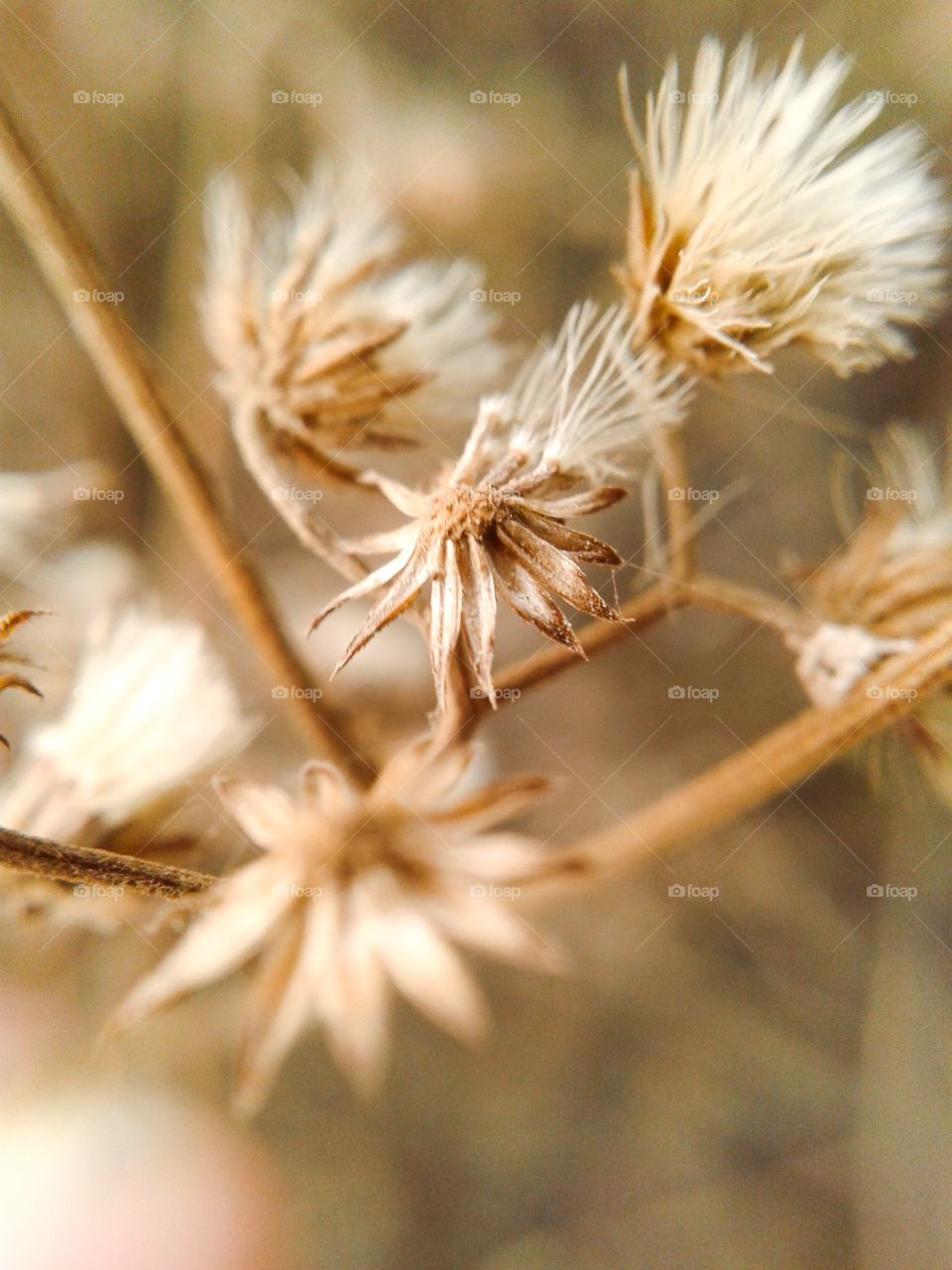 dry ironweed flower. macro