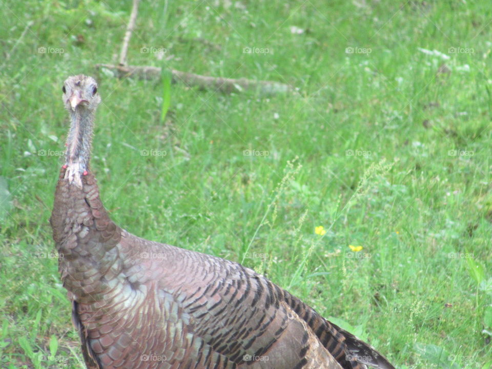 Young turkey