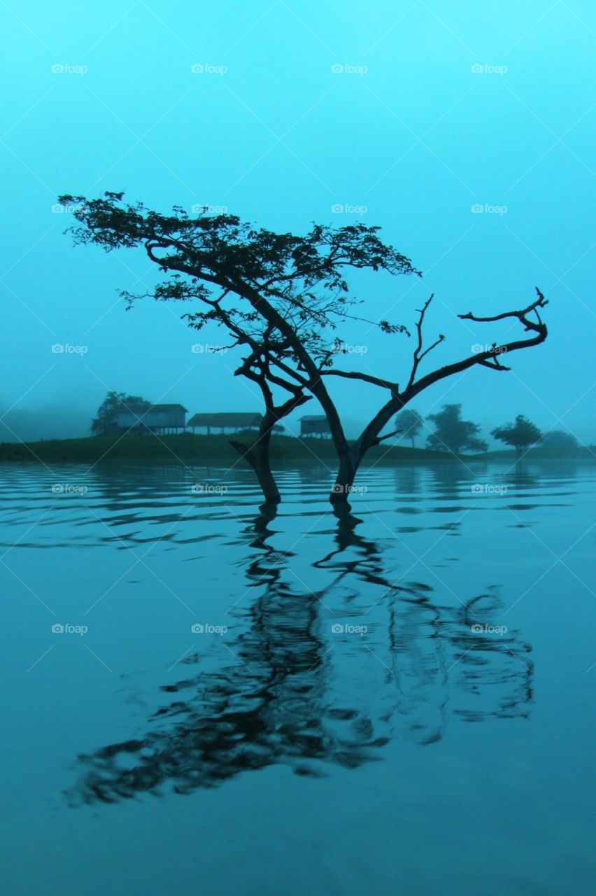 Tree in the Amazon River