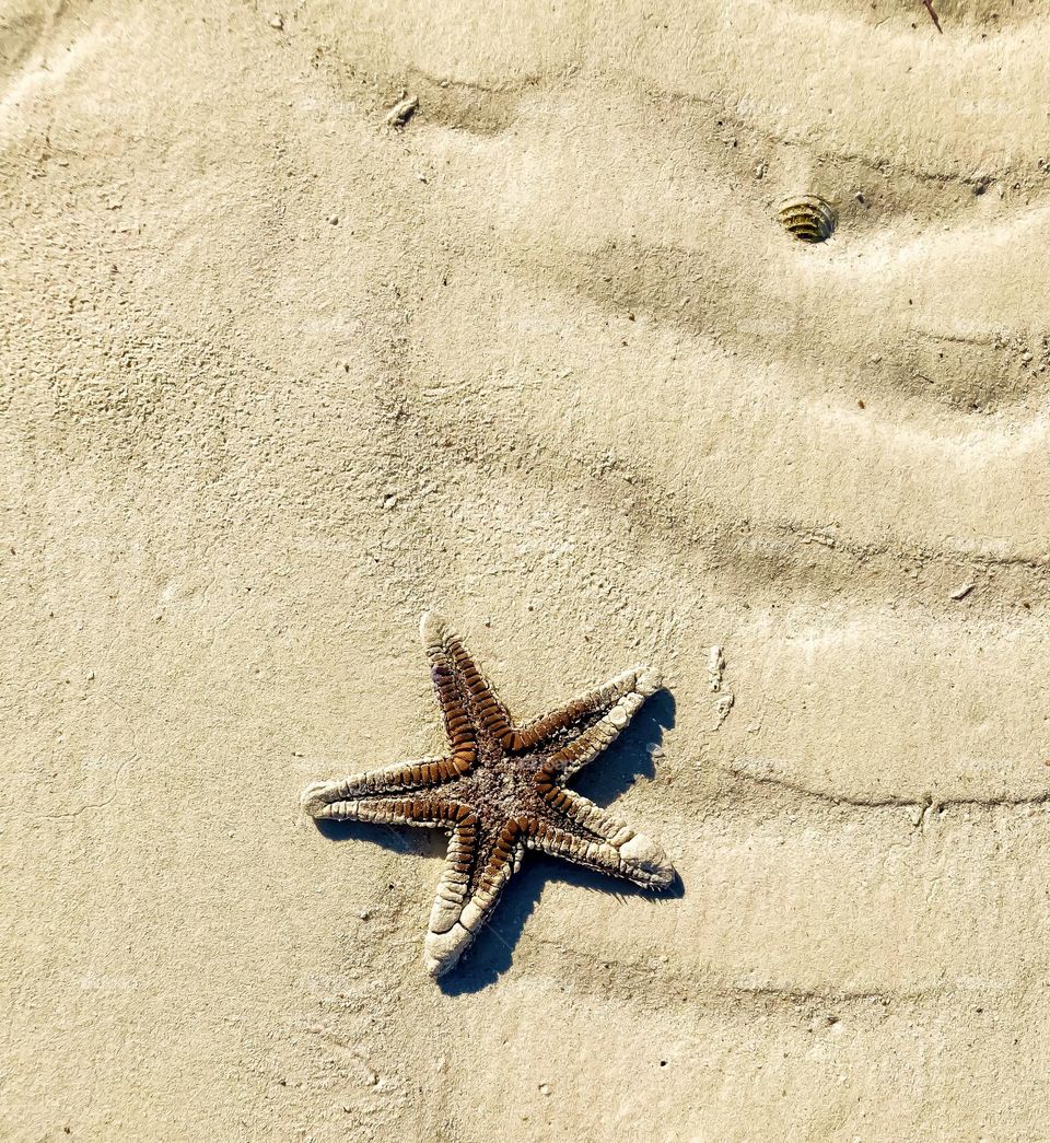 A sea star on the beach .