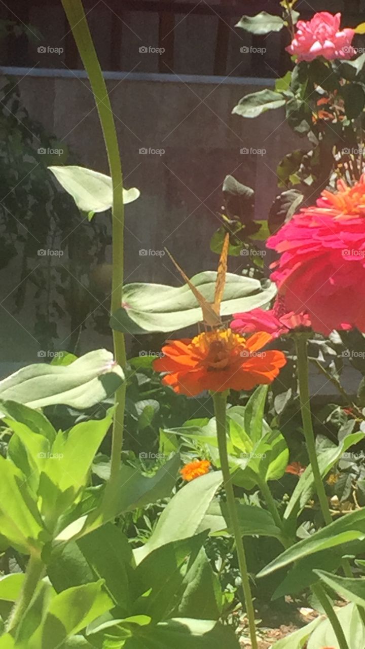 Butterfly & Flower - Kelebek ve Çiçek