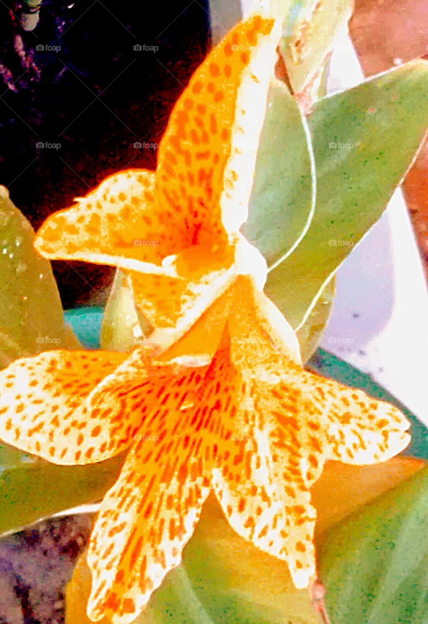 Speckled Daylily in bloom