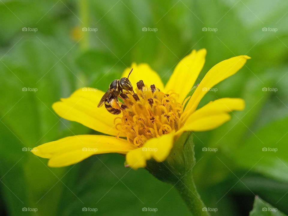 a small bee is collecting nectar and pollen