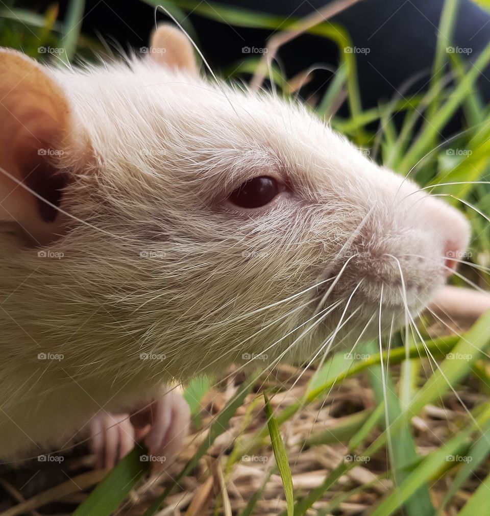 Peter the rat is a pet