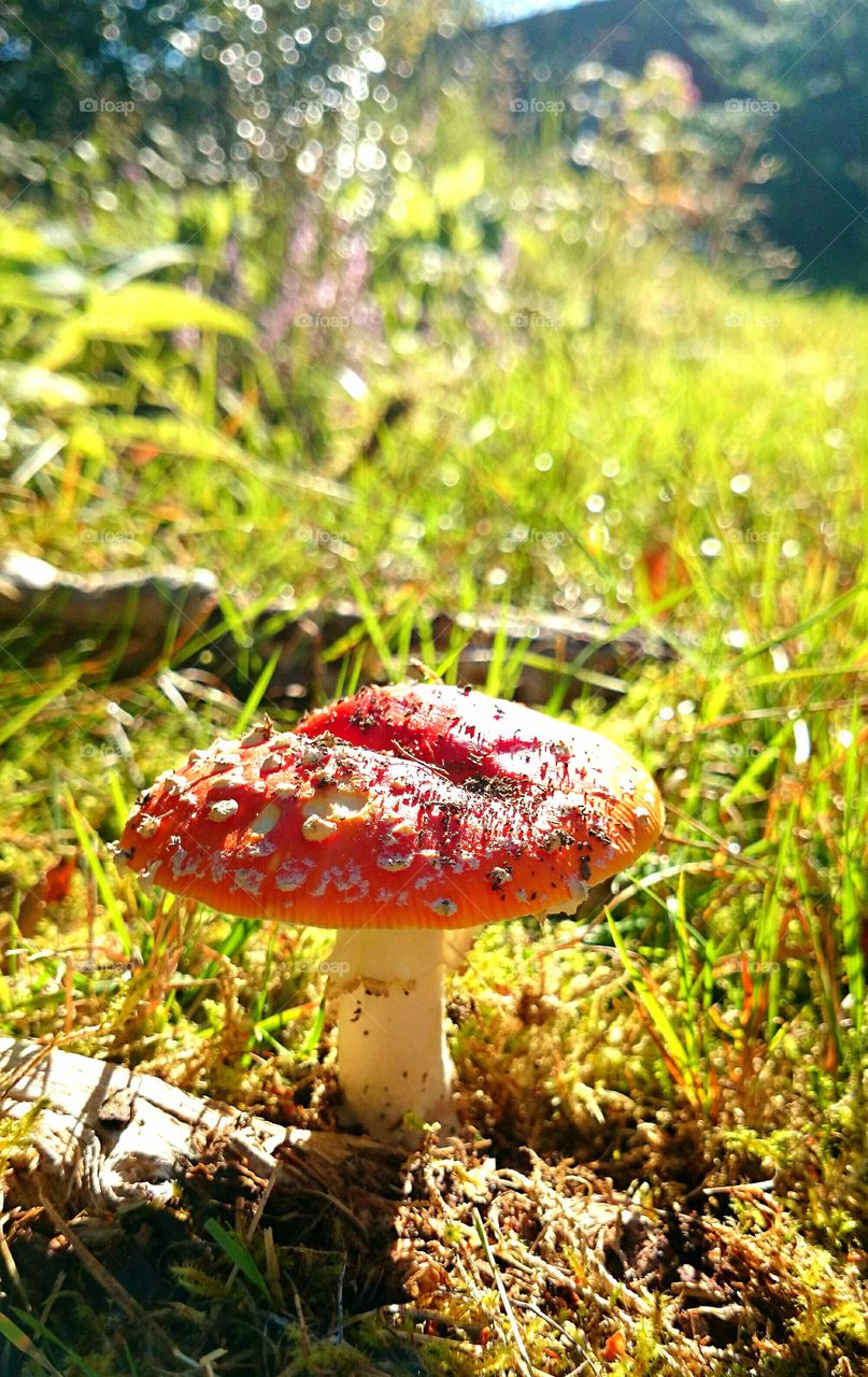 fly agaric. fly agaric