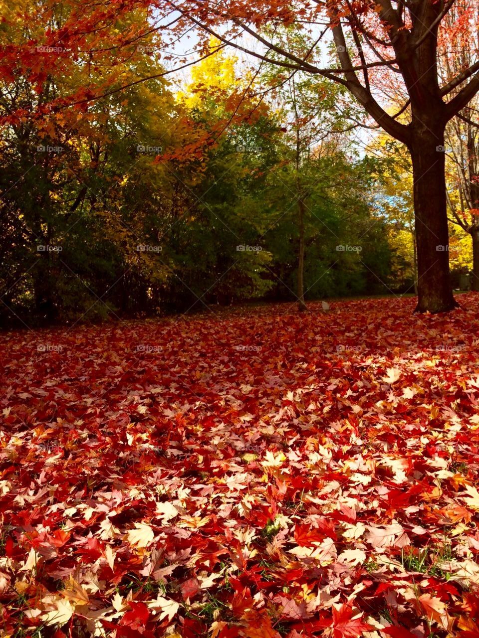 Red autumn 