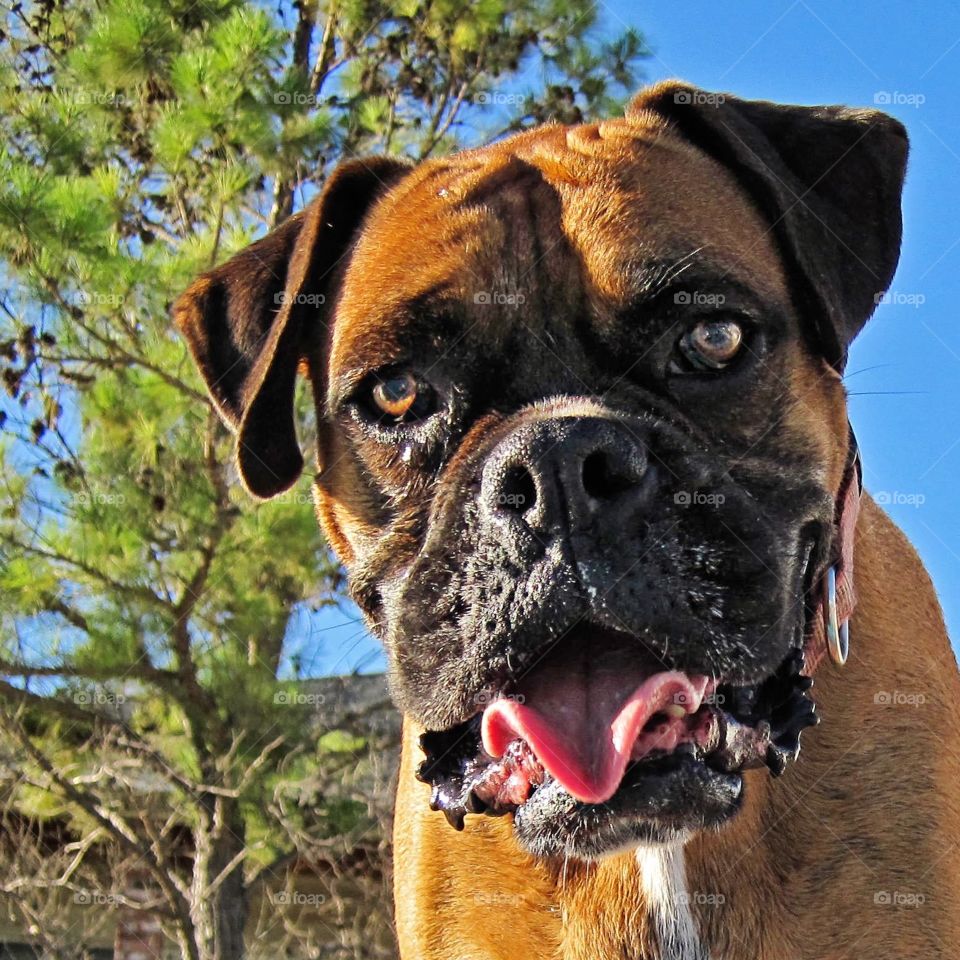 Silly boxer dog close up with blue sky 