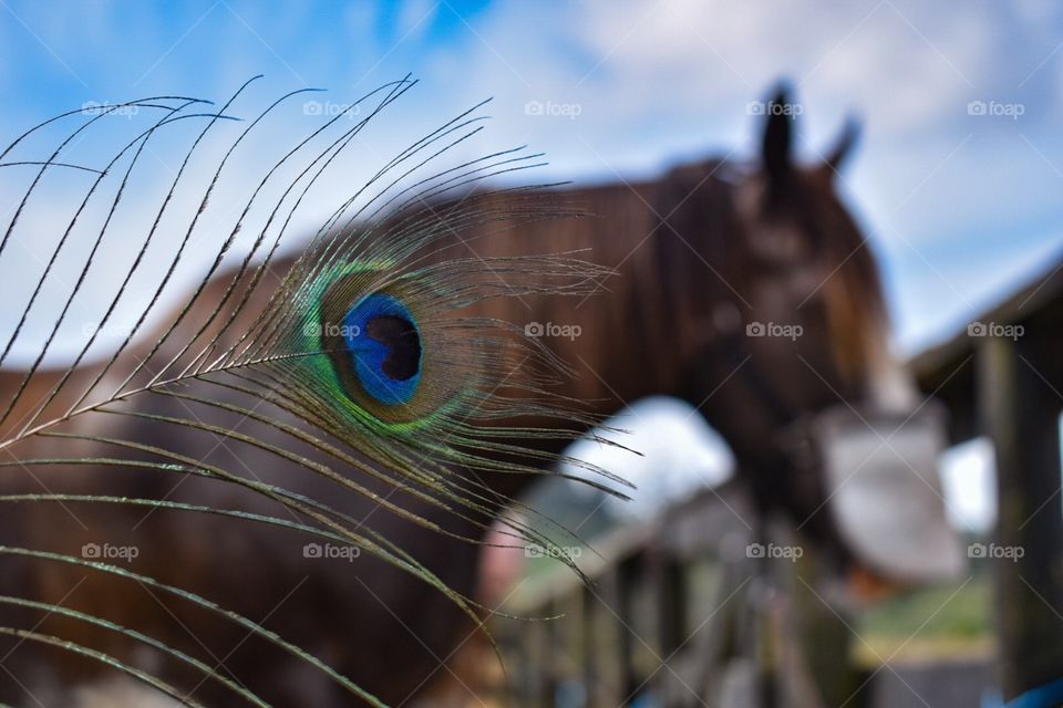 Peacock feather with Cinnamon the horse in the background 