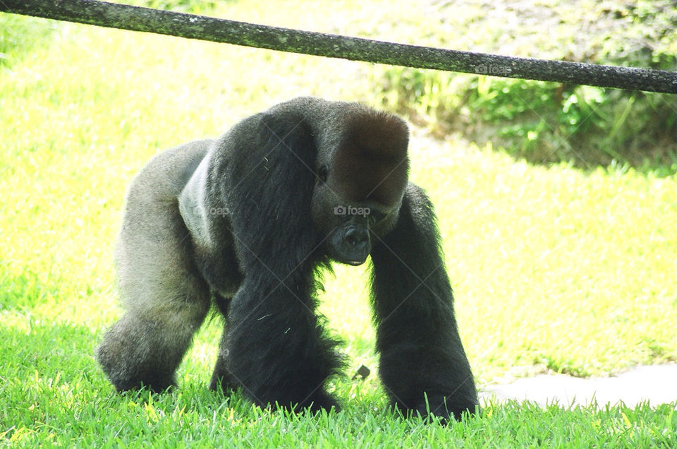 zoo ape gorilla silverback by militantrubberducky