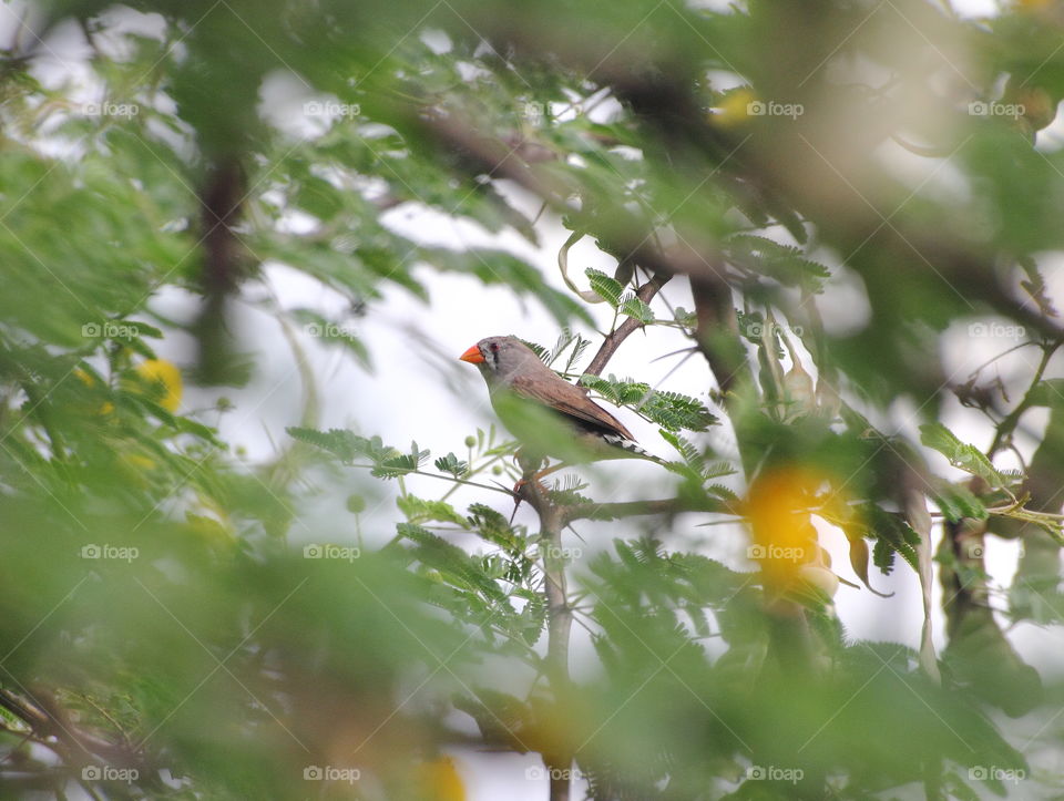 Zebra finch. Female of its species and perching on at the branched of thorn bushes acid at he low land estuarya. Where's the location is not far from the mangrove. The bird silent, and sounding for the male accepted of its interaction.